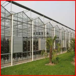 Agriculture Multi-Span Venlo Polycarbonate Sheet Greenhouse for Sale