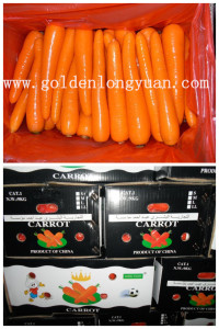 2017 New Crop Fresh Carrot (S grade and M grade)